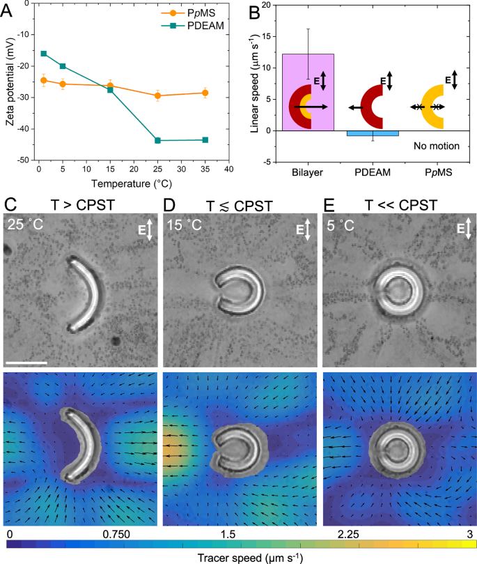 Fig. 4: Experimental fluid patterns on a bilayer shape-morphing particle at different temperature.