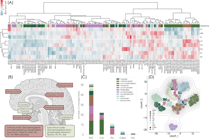 Fig. 3: There are region-specific differences in the lipid brain profiles between Parkinson’s disease and controls.