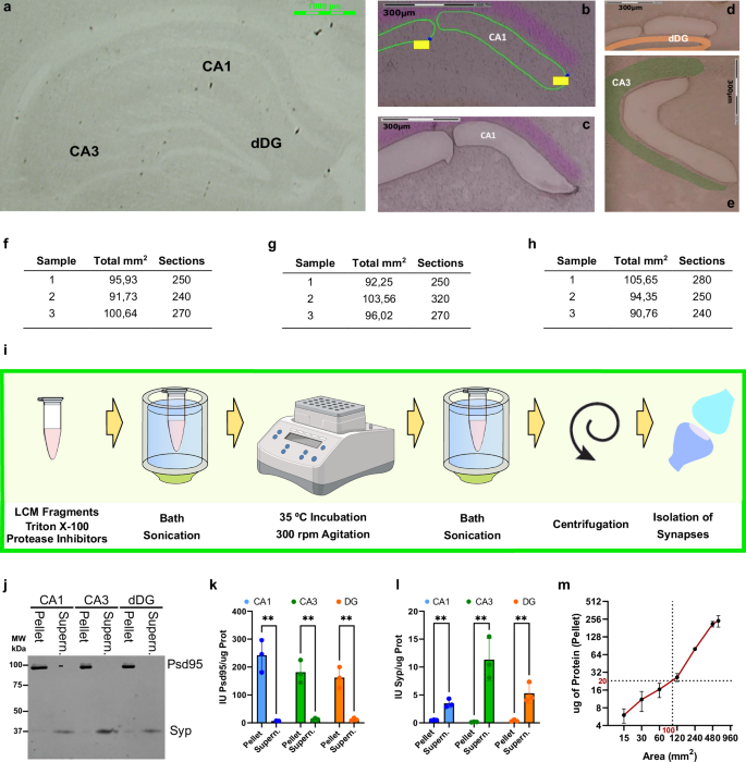 Fig. 1: Effective separation of synaptic proteins from trisynaptic circuit synapses using laser-capture microdissection and biochemical processing of hippocampal layers.