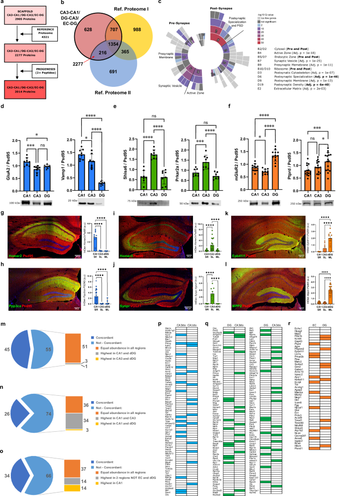 Fig. 2: Proteomics workflow and validation of differentially expressed proteins.