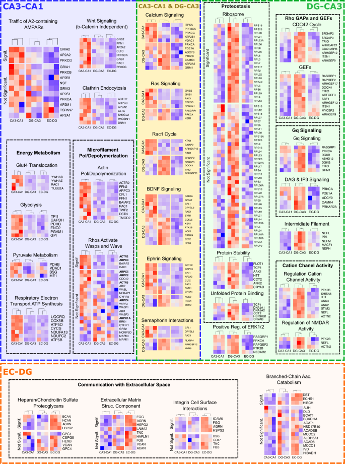 Fig. 3: Signaling pathways differentially regulating function in each synaptic type from the trisynaptic circuit.