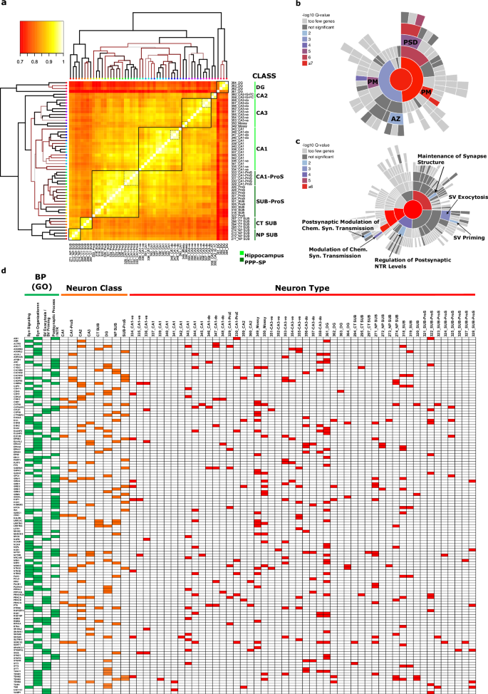 Fig. 4: Differentially expressed synaptic genes mostly regulate neurotransmitter receptor function and synaptic vesicle exocytosis.