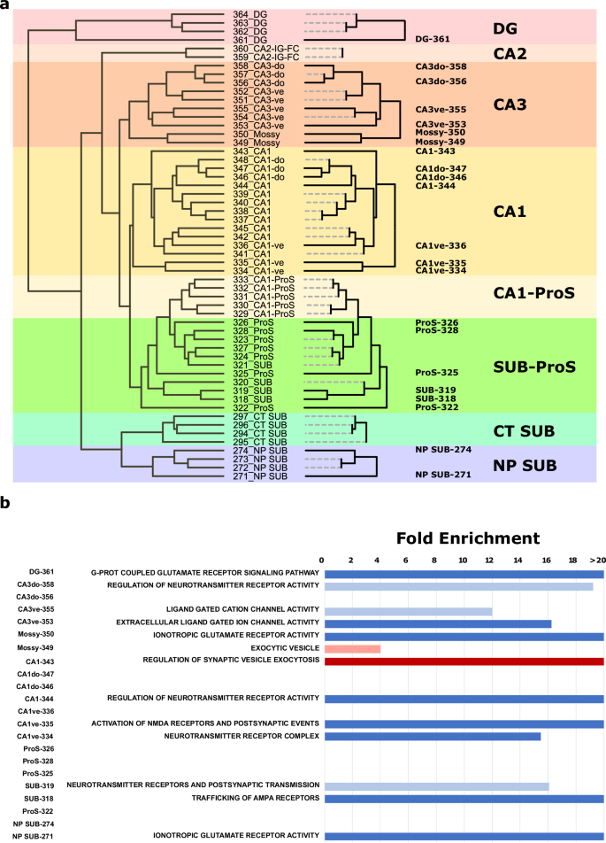 Fig. 5: Hippocampal synaptic types are mostly defined by genes regulating neurotransmitter receptor function.