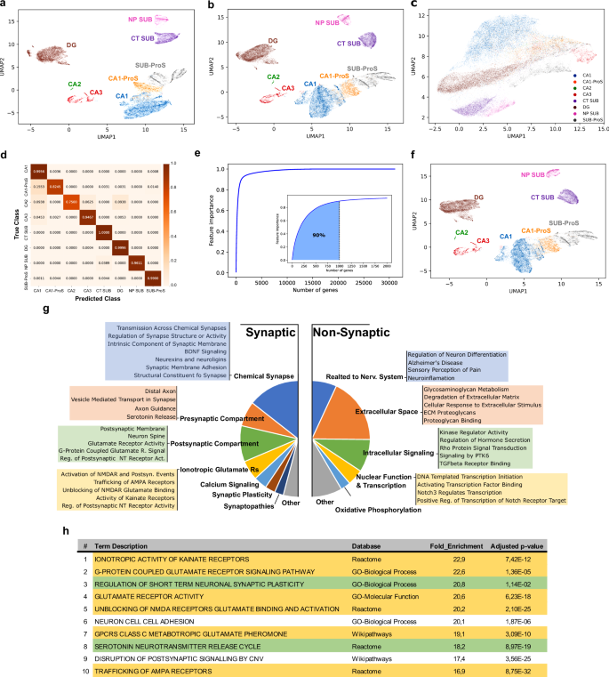 Fig. 6: Expression differences in genes encoding synaptic proteins strongly determine the classification of excitatory neurons.