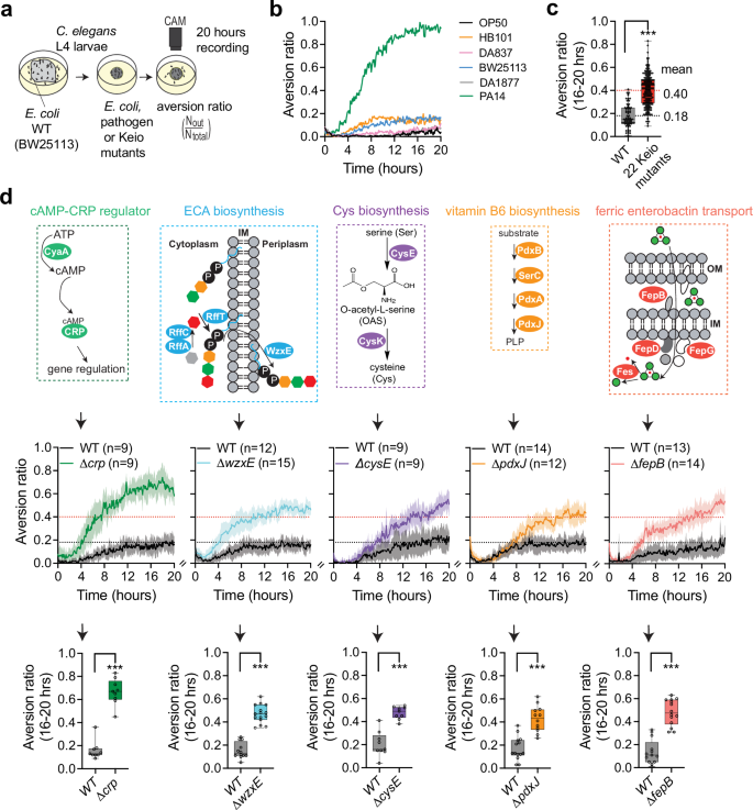 Fig. 1: Genome-wide screen for E. coli mutants that induce aversion behavior in C. elegans.