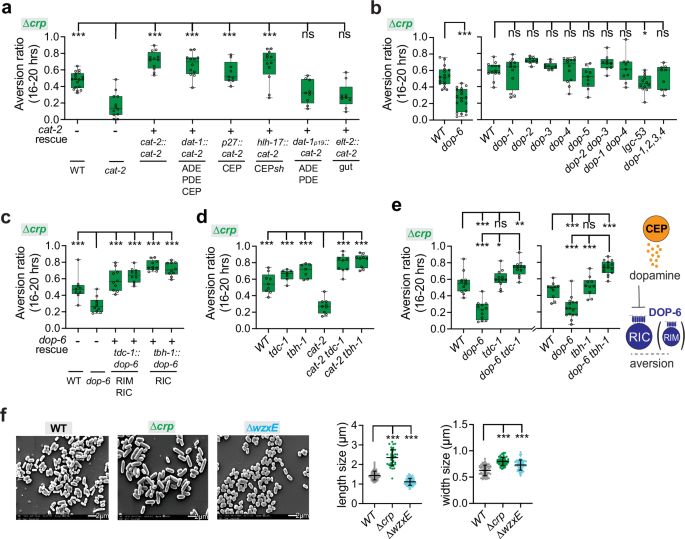 Fig. 6: Aversion from the mediocre ∆crp diet requires dopamine.