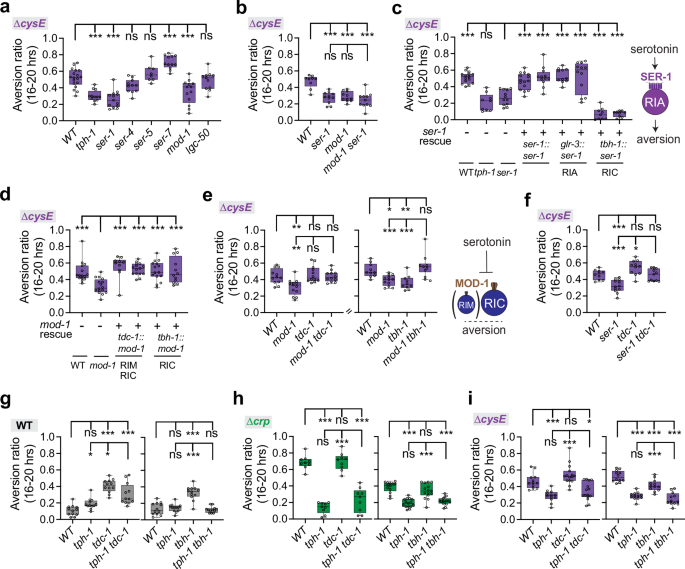 Fig. 7: Aversion from the mediocre ∆cysE diet requires two serotonin receptors, SER-1 and MOD-1.