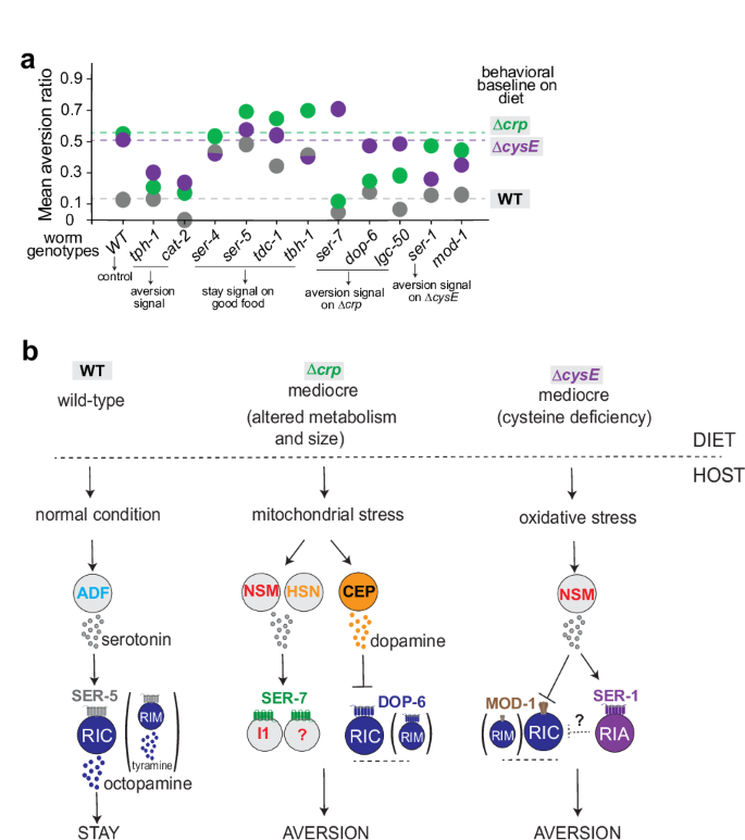 Fig. 8: Summary and model of how C. elegans distinguishes food quality.