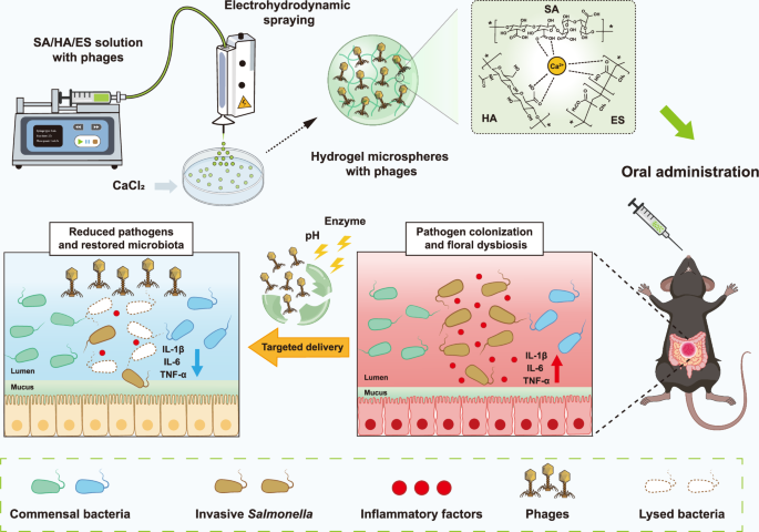 Fig. 1: Schematic diagram of the preparation of SA/HA/ES hydrogel microspheres loaded with phages (HMs-Phages) and therapeutic application in a mouse model of Salmonella Typhimurium-induced colitis.