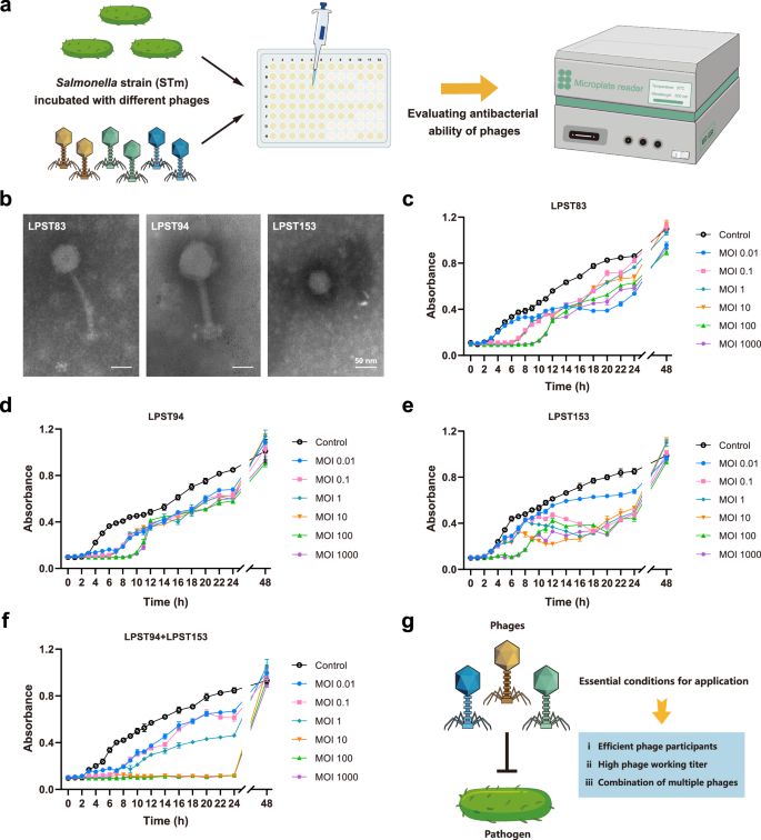 Fig. 2: Morphology characterization and antibacterial activity of Salmonella phages.