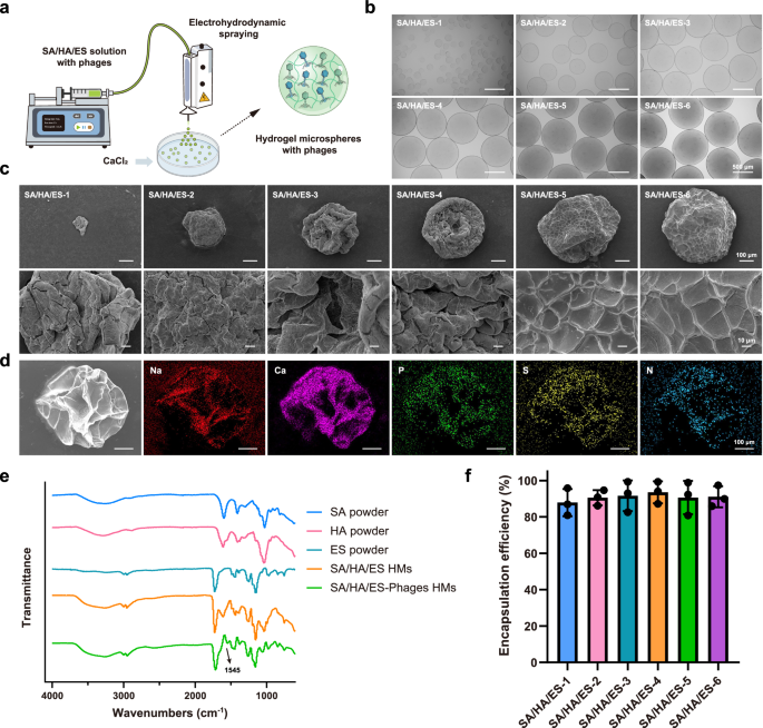 Fig. 3: Preparation and physicochemical characterization of HMs-Phages.