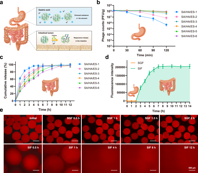 Fig. 4: Protective effect and responsive release of HMs-Phages.