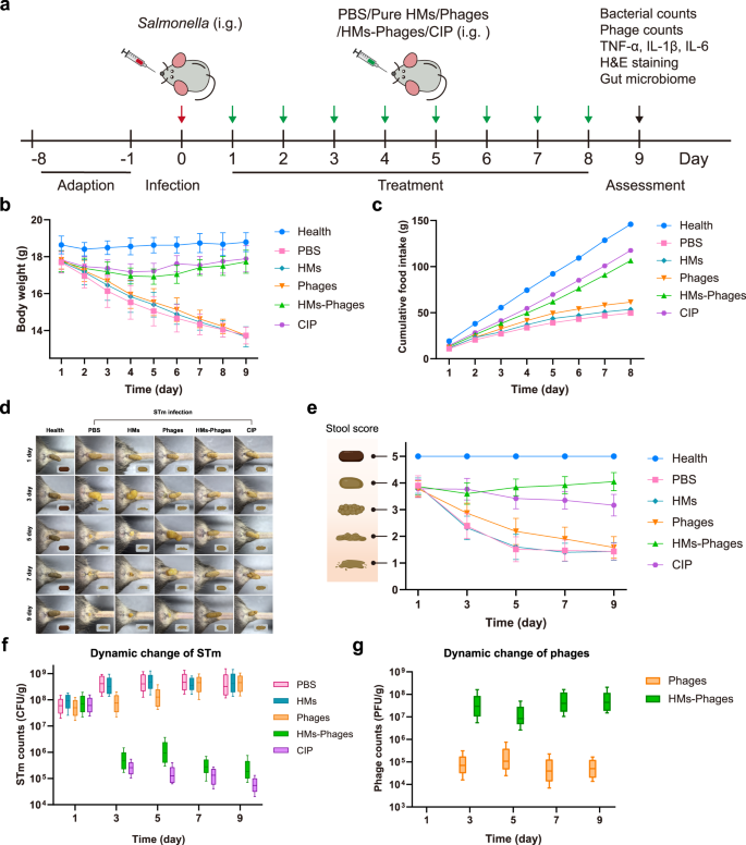 Fig. 6: Therapeutic effect of HMs-Phages on STm-induced colitis in mice.