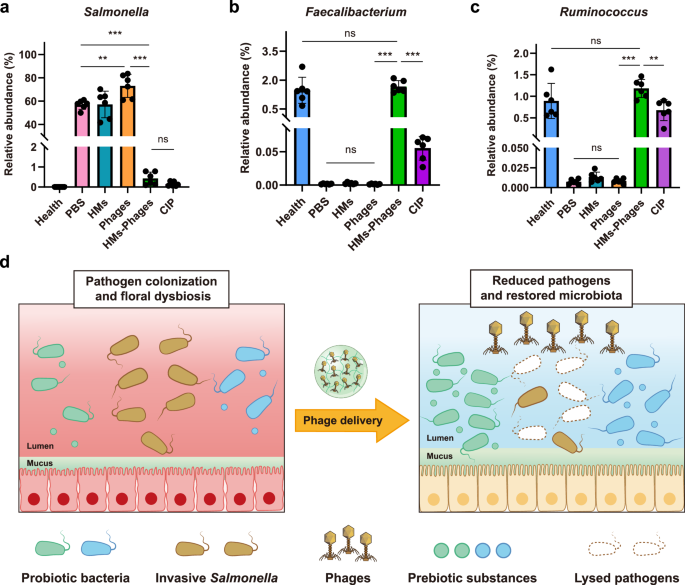 Fig. 9: In situ editing of gut microbiota by HMs-Phages.