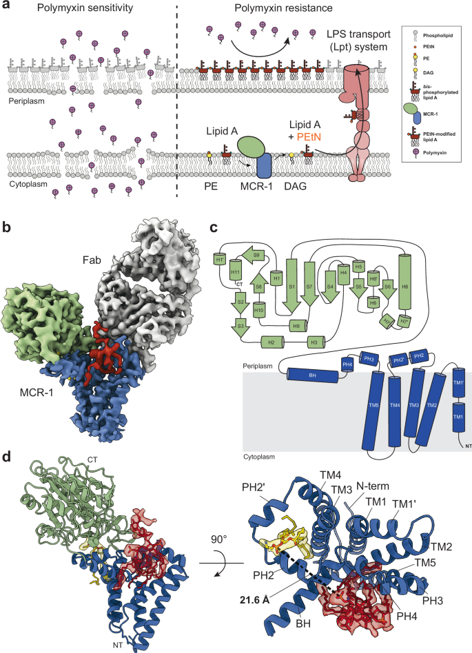 Fig. 1: The role of MCR-1 in conferring polymyxin resistance in Gram-negative bacteria and the structure of MCR-1.