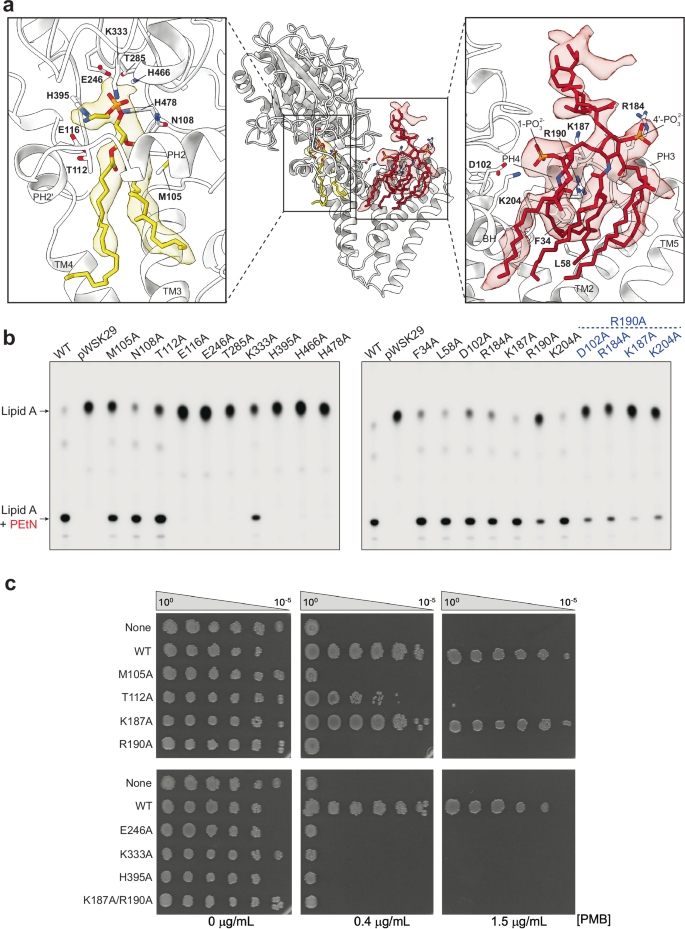 Fig. 2: Binding sites for PE and lipid A with functional validation.