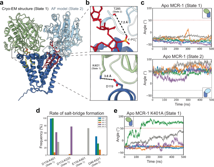 Fig. 3: Flexibility of the MCR-1 periplasmic domain.