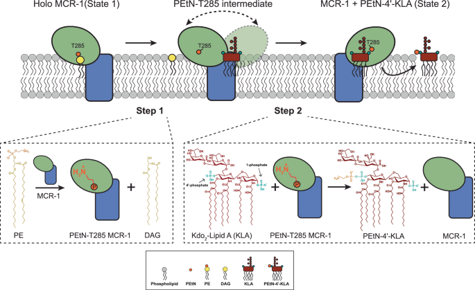 Fig. 4: Two-step mechanism of action of MCR-1.