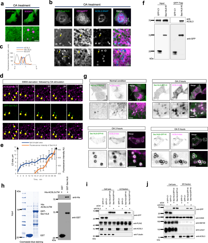 Fig. 2: ACSL3 facilitates the association of Sec14L6 with LDs.