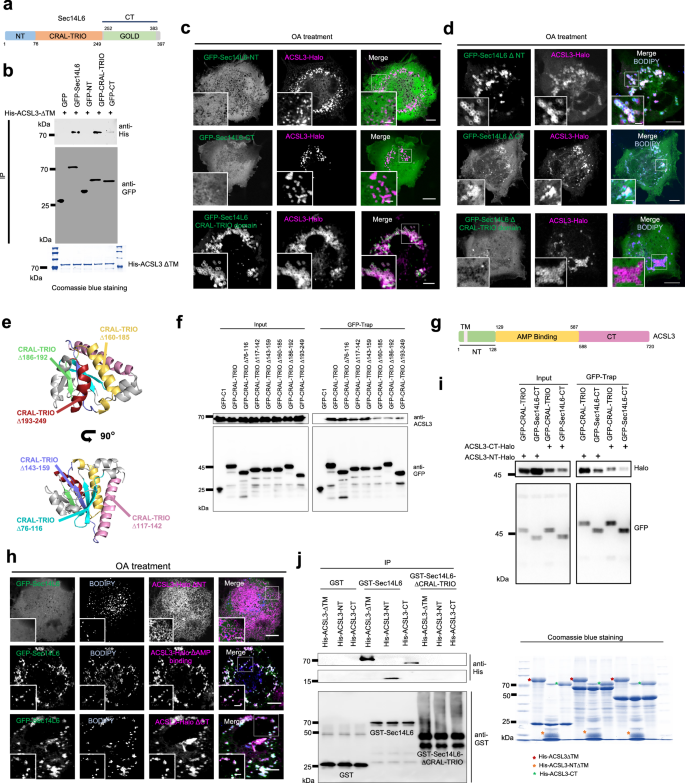 Fig. 3: Molecular mechanism underlying the Sec14L6-ACSL3 interaction.