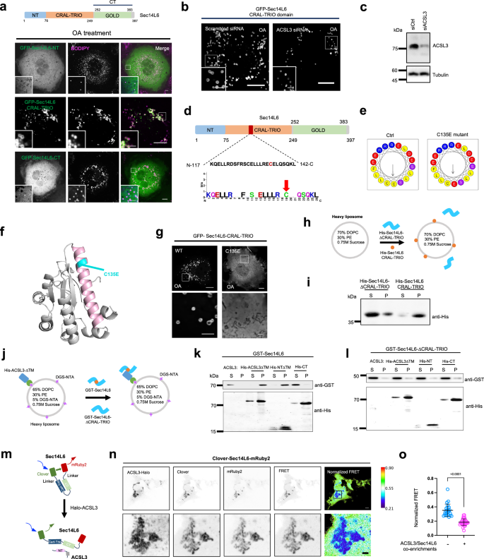 Fig. 4: The CRAL-TRIO domain of Sec14L6 targets LD via an AH.