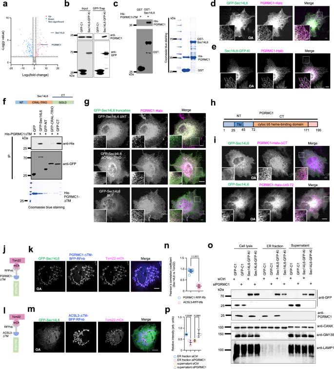 Fig. 5: PGRMC1 recruits Sec14L6 to the ER.