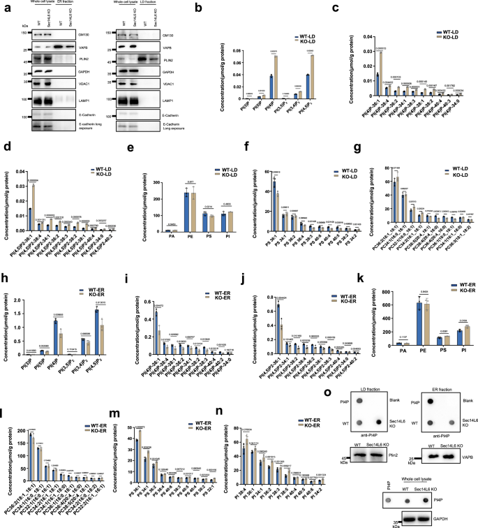 Fig. 6: Sec14L6 deficiency impaired PIP homeostasis of the ER and LD.