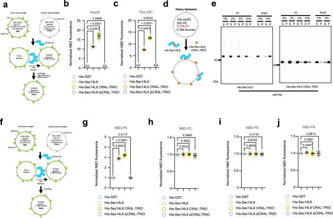 Fig. 7: Sec14L6 preferentially transfers PI4P and PI(4,5)P2 in vitro.