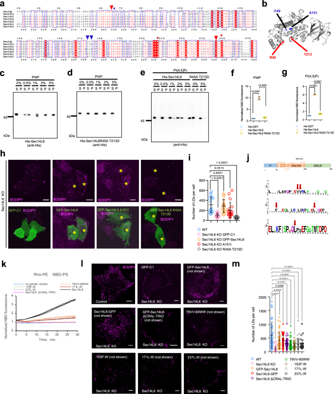 Fig. 8: Lipid transfer activity of Sec14L6 is required for LD biogenesis.