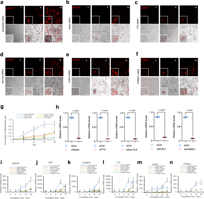 Fig. 9: A role for Sec14L6 in differentiation of adipose stem cell differentiation.