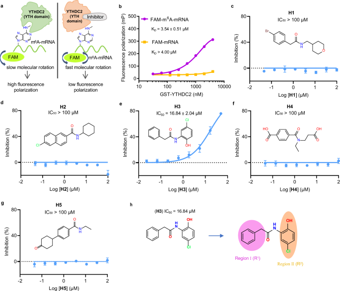 Fig. 3: Discovery of a hit compound against YTHDC2.