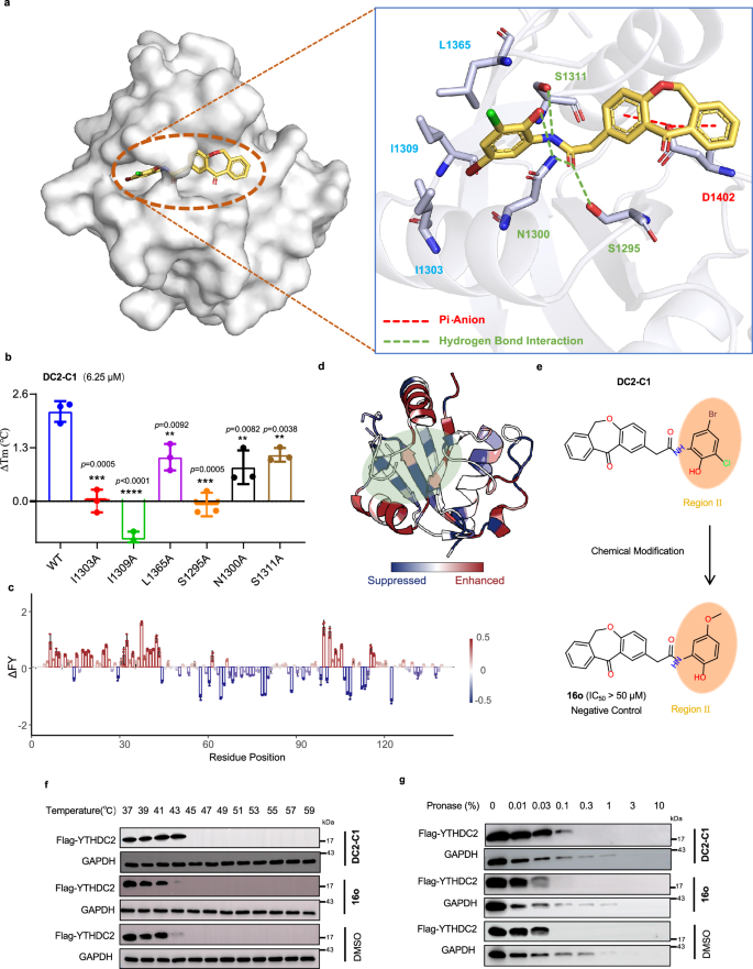 Fig. 6: Binding mode of DC2-C1 with YTHDC2 and target engagement of DC2-C1 in living cells.
