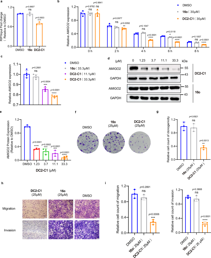 Fig. 7: Bioactivity evaluation of DC2-C1 in RA-FLS.