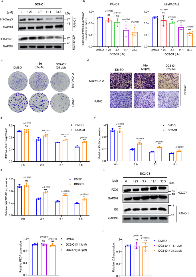 Fig. 8: In vitro cellular bioactivities of DC2-C1 in PDAC cells and hepatocytes.