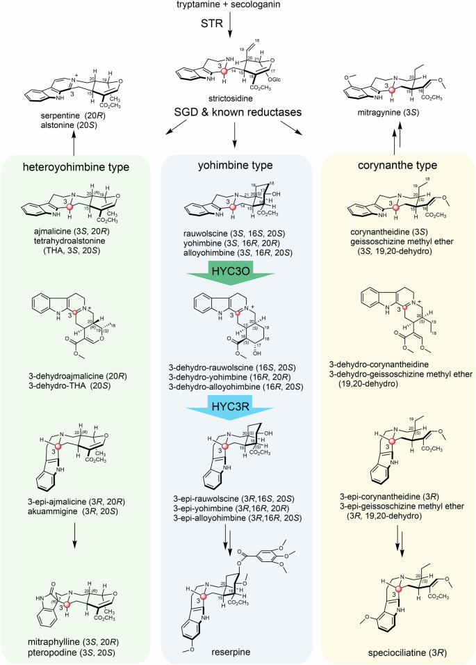 Fig. 1: HYC3Os and HYC3Rs mediate C3 stereochemistry inversion in the biosynthesis of reserpine and diverse 3R MIAs and their oxindole derivatives.