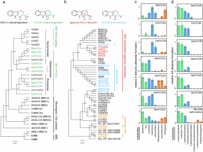 Fig. 3: Phylogenetic and biochemical analysis of HYC3O and HYC3R enzymes across Gentianales.