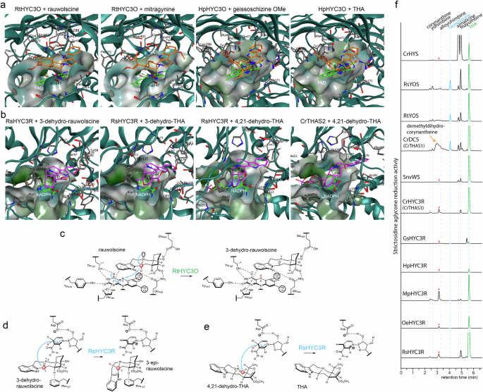 Fig. 4: Homology modeling and substrate docking experiments reveal the basis for substrate promiscuity of HYC3Os and dual catalytic activity of HYC3Rs for both 3-dehydro MIA and strictosidine aglycone substrates.