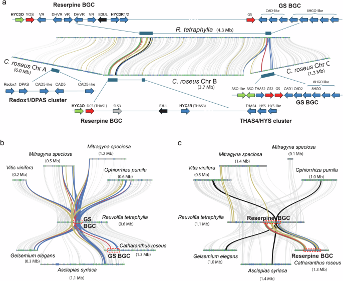Fig. 5: Syntenic reserpine (HYC3O/HYC3R) and geissoschizine synthase (GS) clusters in R. tetraphylla and C. roseus encode key MIA biosynthetic enzymes, tracing their origin to a genomic block in the common ancestor of Gentianales and grapevine (Vitis vinifera).