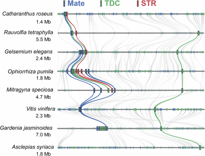 Fig. 6: Genomic-scale synteny around the STR BGC for members of the order Gentianales, with grapevine (Vitis vinifera) as an outgroup.