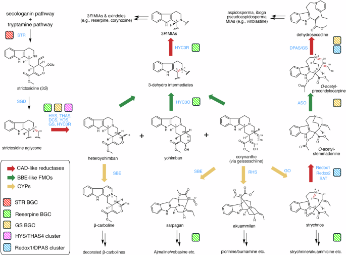 Fig. 7: MIA structure diversification is primarily driven by the activities of physically clustered CAD-like reductases, BBE-like oxidases, and non-clustered CYPs.