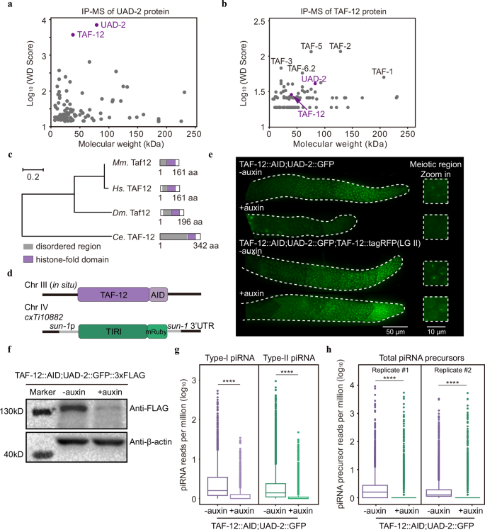 Fig. 1: TAF-12 interacts with UAD-2 to drive piRNA transcription.
