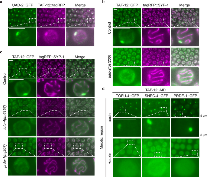 Fig. 2: The aggregation of TAF-12, UAD-2, and the USTC complex at piRNA foci is interdependent.