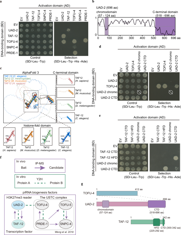 Fig. 3: UAD-2 interacts with TOFU-4 and TAF-12 via its C-terminal domain.