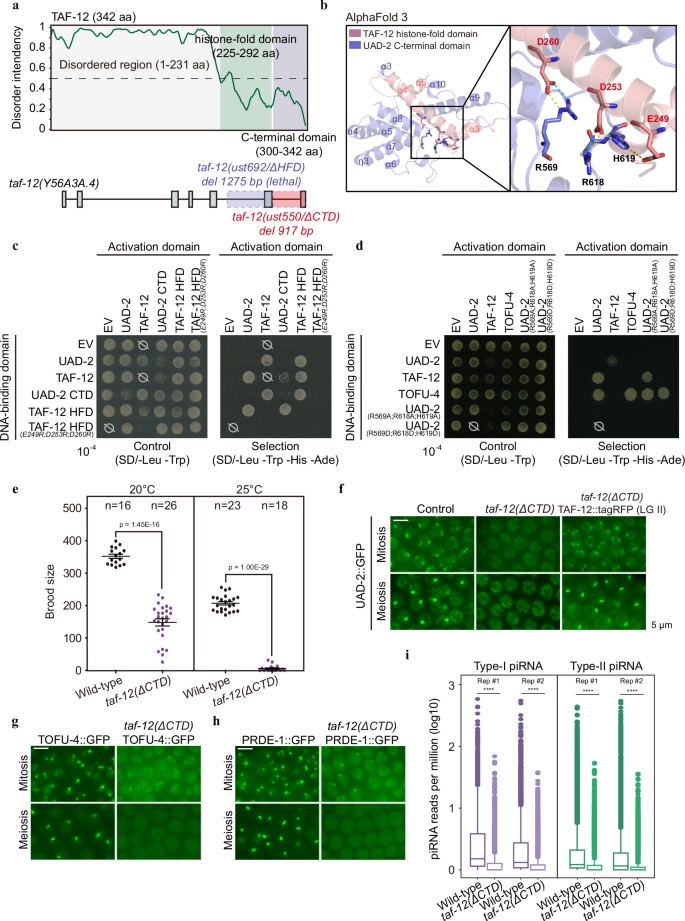 Fig. 4: The TAF-12 C-terminal domain is required for piRNA production.