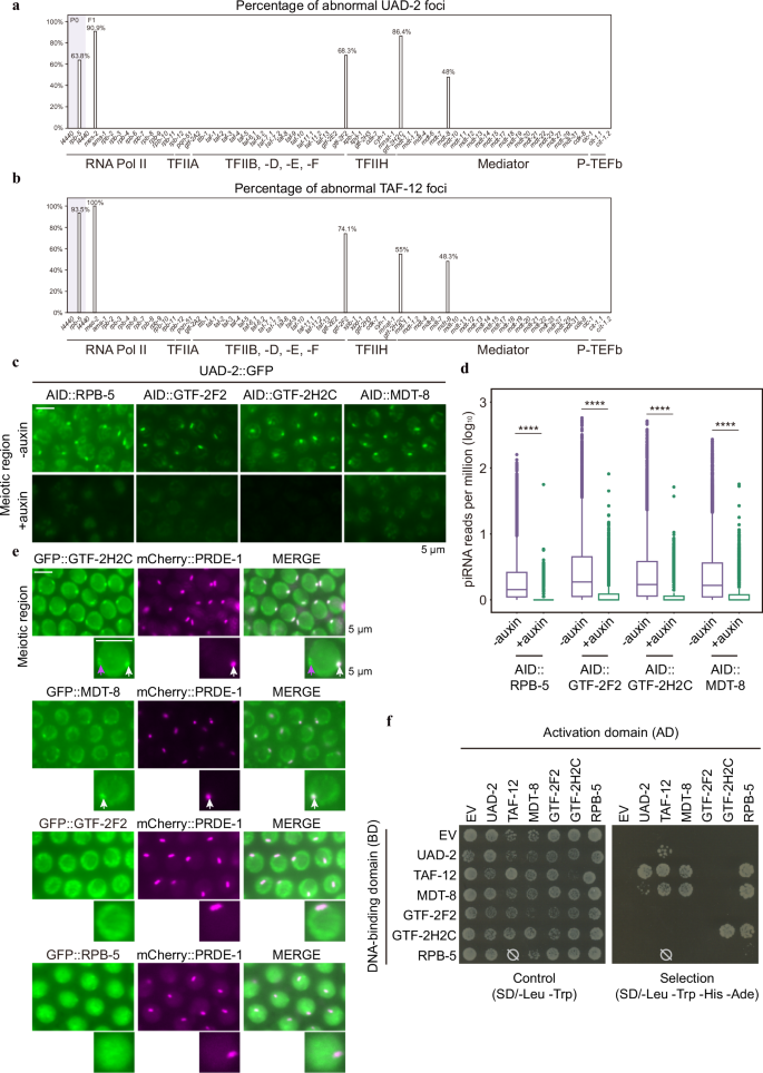 Fig. 5: Candidate-based RNAi screen identified that GTF-2F2, GTF-2H2C, MDT-8, and RPB-5 are required for piRNA production.