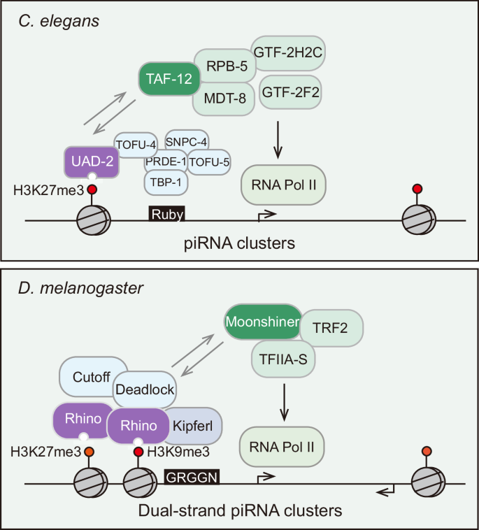 Fig. 6: Schematic model illustrating piRNA transcription from heterochromatic regions.
