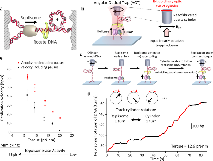 Fig. 1: Visualizing replisome rotation of DNA under defined torsion.