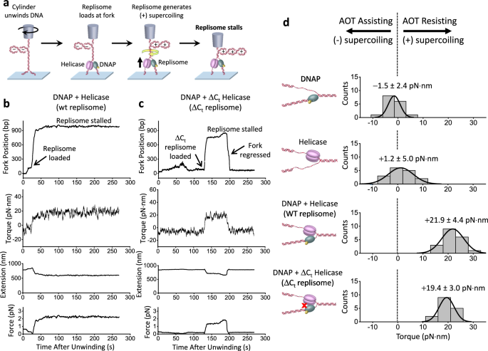 Fig. 2: Stalling the replisome under torsion.