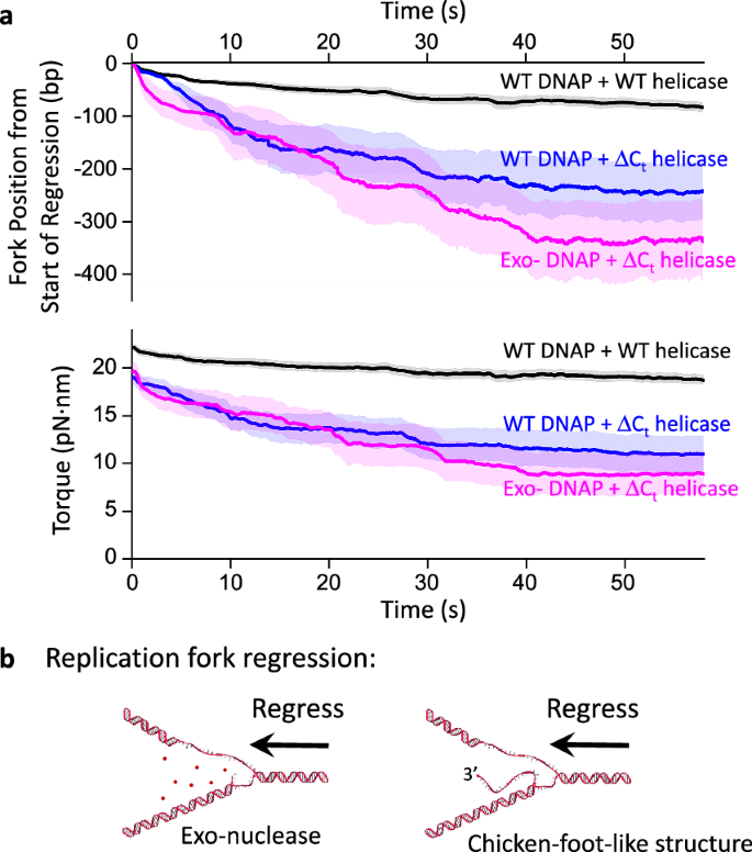 Fig. 3: Fork regression dynamics during stalling under torsion.