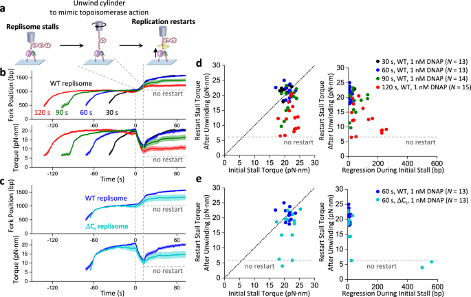 Fig. 4: Replication restart after stalling.